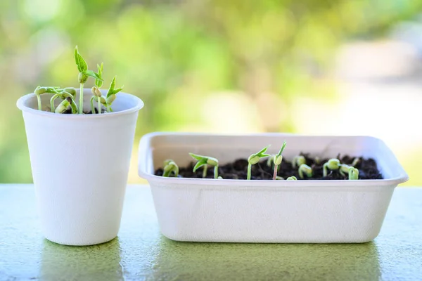 Cultivo Semillas Plantas Orgánicas Reciclaje Taza Tazón Café Biodegradable Concepto — Foto de Stock