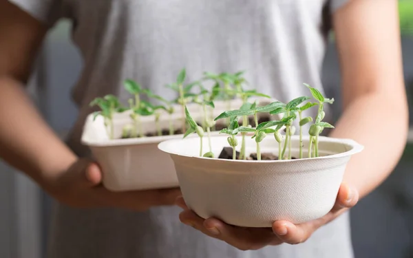 Planta Orgánica Creciendo Reciclaje Tazón Biodegradable Sosteniendo Por Mano Mujer — Foto de Stock