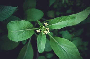 Çiçekli yeşil hardal bitkisi organik sebze bahçesinde yetişiyor.