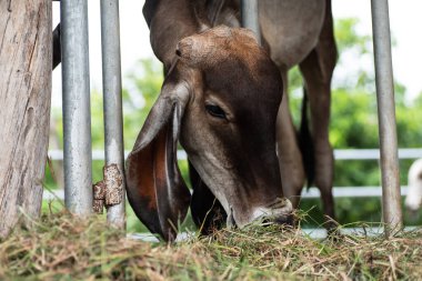 Sığır ahırında ot yiyen inek, Tayland 'da çiftlik hayvanı.