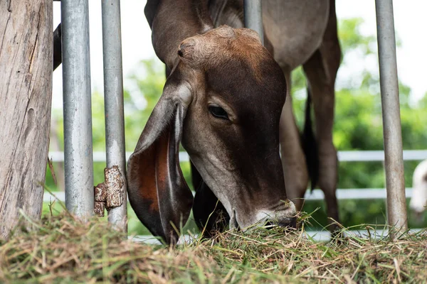 Sığır ahırında ot yiyen inek, Tayland 'da çiftlik hayvanı.