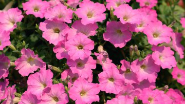 Bahar mevsiminde çiçek açan pembe petunya çiçeği, bahçedeki süs çiçeği.