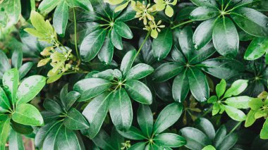 Bir bahçede yeşil cüce şemsiye ağacı (Schefflera arboricola), dekoratif yaprak bitkisi, bahar mevsimi doğa arka planı