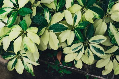 Bir bahçede iki renkli cüce şemsiye ağacı (Schefflera arboricola), dekoratif yaprak bitkisi, bahar mevsimi doğa arka planı