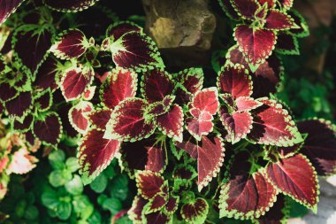 Coleus yaprağı bitkisi (Solenostemon scutellarioides) bir bahçede, dekoratif bitki, bahar mevsimi