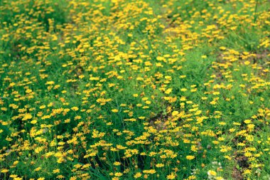 Güzel sarı çiçekler bir bahçede çiçek açar, bahar mevsimi, doğa arka planı