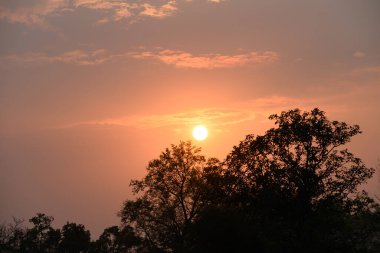 Bulutları ve güneş ışığıyla güzel vanilyalı gökyüzü ağacın üstünde, doğa arka planında.