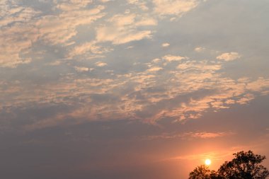 Bulutları ve güneş ışığıyla güzel vanilyalı gökyüzü ağacın üstünde, doğa arka planında.