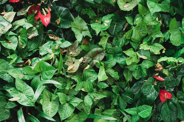 Zelená Aglonema List Anthurium Rostlina Zahradě Srping Sezóna Příroda Pozadí — Stock fotografie