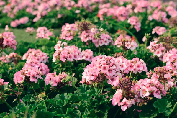 Różowy Kwiat Geranium Ogrodzie Pora Wiosenna Tło Natury — Zdjęcie stockowe
