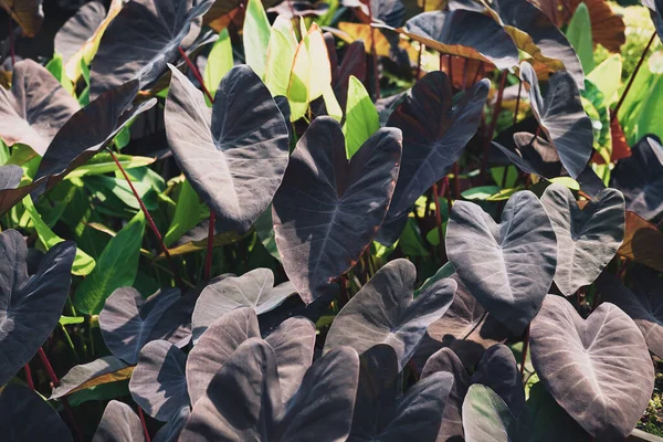 Colocasia Černá Magie Černá Barva Tvar Srdce List Rostliny Okrasná — Stock fotografie