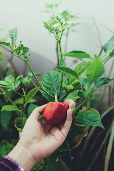 Mujer Recogiendo Mano Pequeño Pimiento Rojo Maduro Huerto Orgánico — Foto de Stock