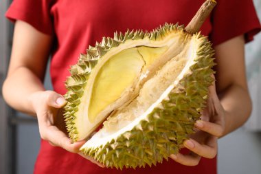 Olgun Tayland duri meyvesi (Monthong) kadın eli, tropikal meyve