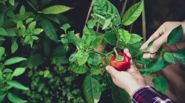 Kadın organik sebze bahçesinde taze kırmızı dolma biber topluyor.