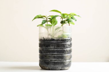 Plastik şişeler sebze yetiştirmek ve bahçeye dekorasyon yapmak için sulu boya, yeniden kullanım ve geri dönüşüm kavramları