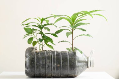 Plastik şişeler sebze yetiştirmek ve bahçeye dekorasyon yapmak için sulu boya, yeniden kullanım ve geri dönüşüm kavramları