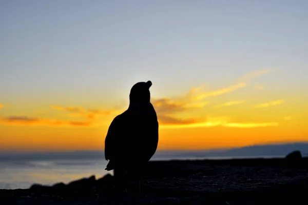 Mås Vid Solnedgången Havslandskapet — Stockfoto