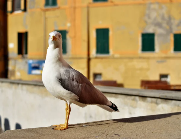 Indah Burung Camar Laut Ligurian — Stok Foto