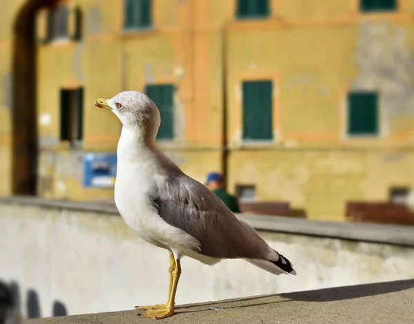 Indah Burung Camar Laut Ligurian — Stok Foto