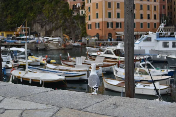 Belle Mouette Dans Paysage Marin Ligure — Photo