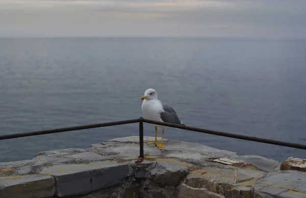 Indah Burung Camar Laut Ligurian — Stok Foto