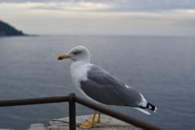 Ligurian deniz manzarasında güzel bir martı