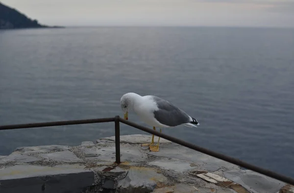 Όμορφη Γλάρος Στο Ligurian Θαλασσογραφία — Φωτογραφία Αρχείου