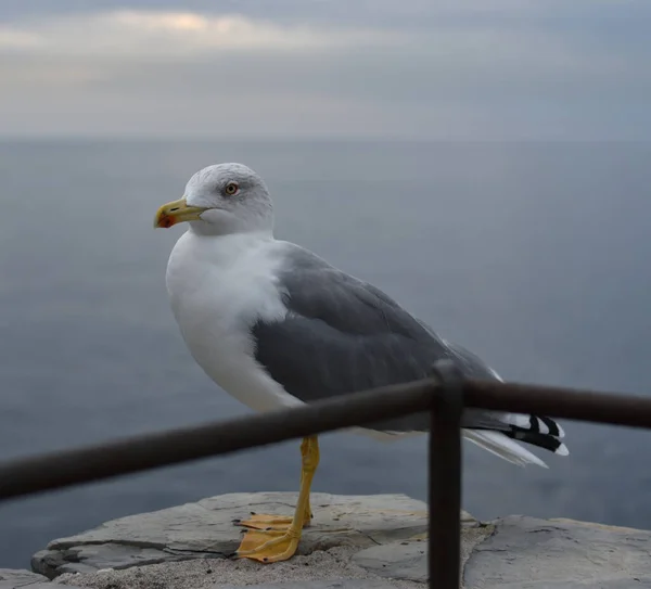 Όμορφη Γλάρος Στο Ligurian Θαλασσογραφία — Φωτογραφία Αρχείου