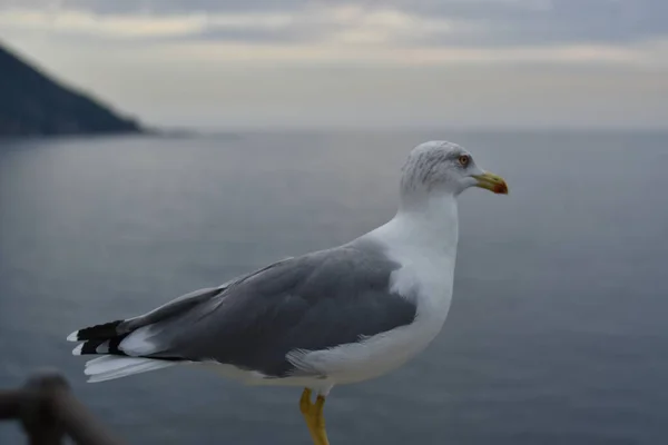 Όμορφη Γλάρος Στο Ligurian Θαλασσογραφία — Φωτογραφία Αρχείου