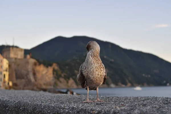 Burung Camar Saat Matahari Terbenam Laut — Stok Foto