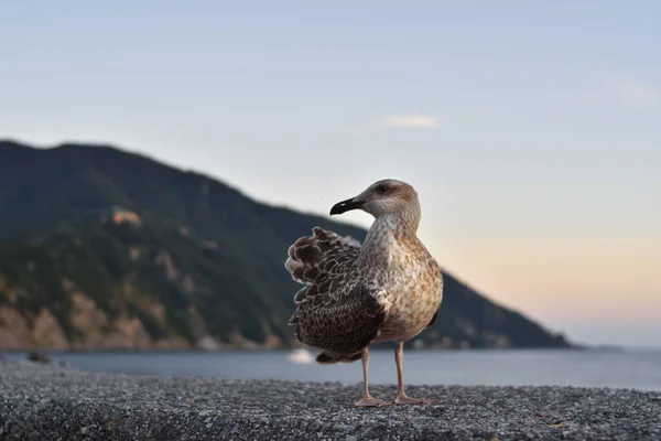 Burung Camar Saat Matahari Terbenam Laut — Stok Foto