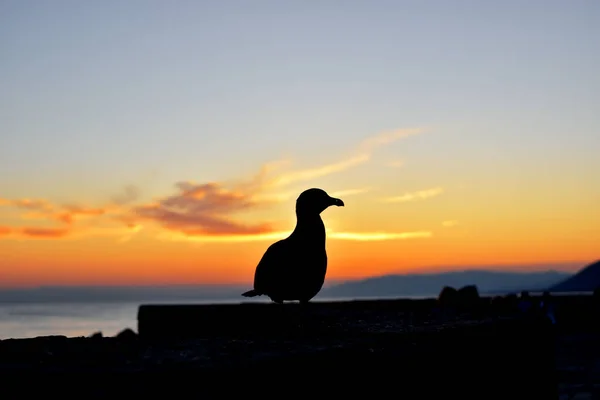 Mås Vid Solnedgången Havslandskapet — Stockfoto