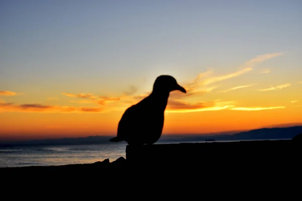 Möwe Bei Sonnenuntergang Meer — Stockfoto