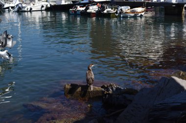 Kral balıkçısı bir av bekliyor.