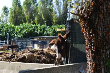 Taşra çiftliğinde yumuşak eşek