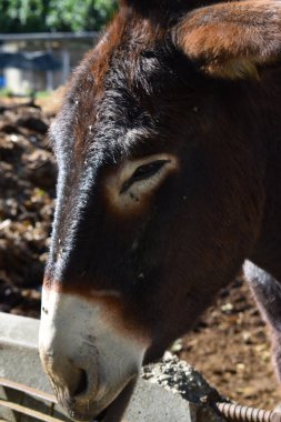 Taşra çiftliğinde yumuşak eşek