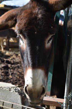 Taşra çiftliğinde yumuşak eşek