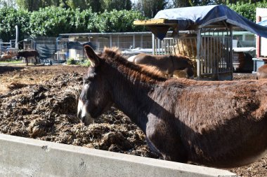 Taşra çiftliğinde yumuşak eşek