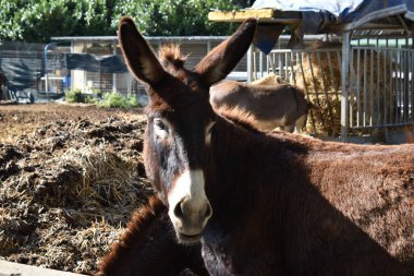 Taşra çiftliğinde yumuşak eşek