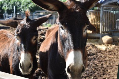 Taşra çiftliğinde yumuşak eşek