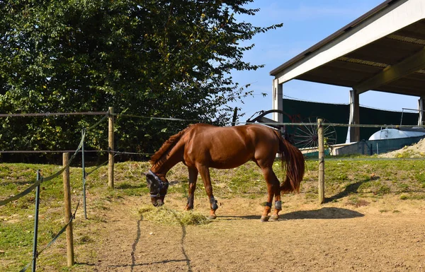 Underbara Kapplöpningshästar Utomhusutrymmet — Stockfoto