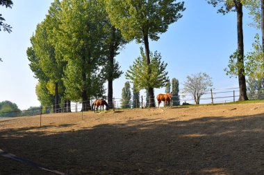 Açık havada harika yarış atları var.