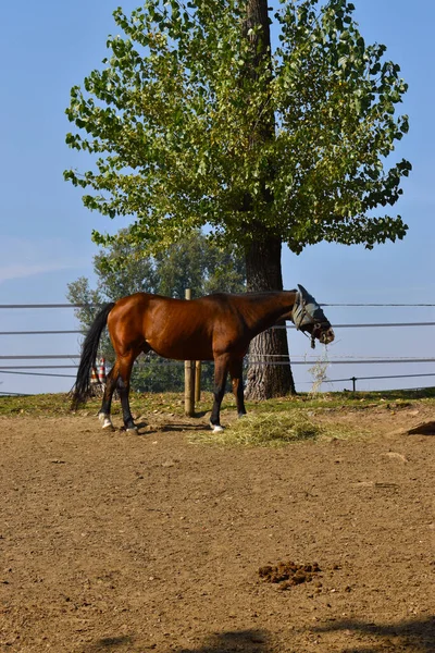 Maravillosos Caballos Carreras Recinto Aire Libre — Foto de Stock