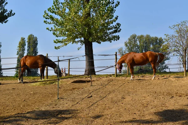 Underbara Kapplöpningshästar Utomhusutrymmet — Stockfoto
