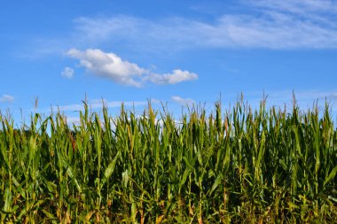 Kırsal bölgedeki mısır tarlası manzarası