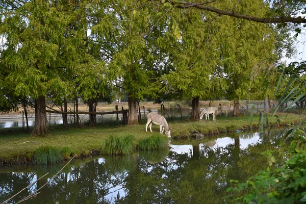 Vue Sur Âne Dans Ferme Campagne — Photo