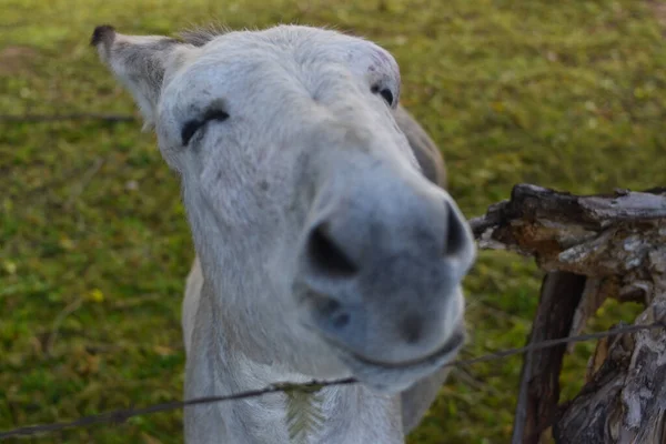 Ezel Uitzicht Het Platteland Boerderij — Stockfoto