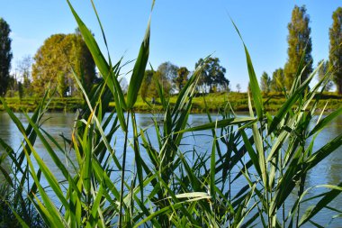 Kırsal alanda nehir manzarası