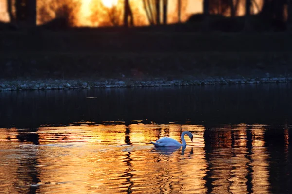 Fantastisk Solnedgång Vid Floden Muzza — Stockfoto