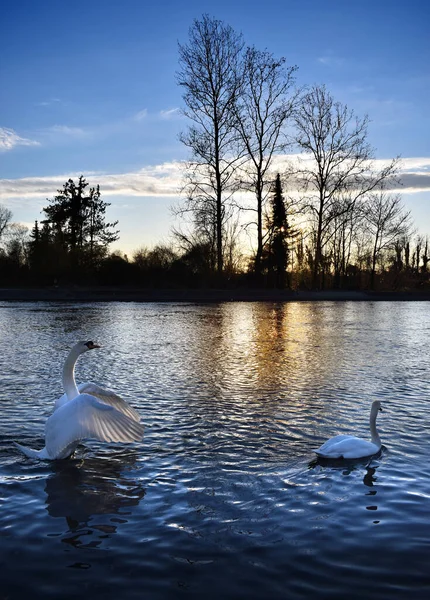 Beautiful Swan River Sunset — Stock Photo, Image